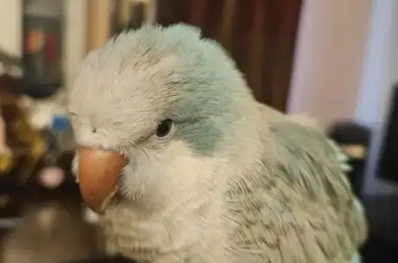 Lost and found pets Indianapolis, photo: Lost Blue Quaker Parrot in Indianapolis