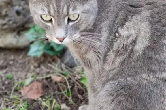 Chat gris tigré perdu à Bergonne - photo
