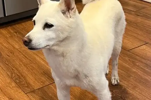 Found dog Schaumburg, photo: Found Shiba Inu Mix: South Salem Court