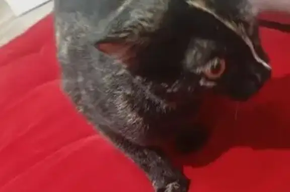 gato desaparecida