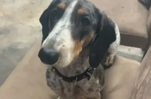 Lost Dachshund: Ralph, Rockham...