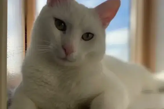Chat perdu, , photo: Chat blanc perdu, sociable, Rue du Bourg