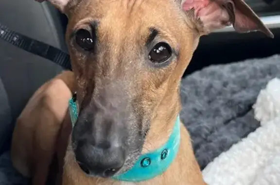 Solid red, faint white down chest, black mask on face