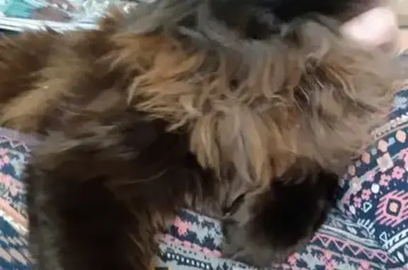 Lost and found pets Colorado Springs, photo: Help Find StormCloud: Lost Black Cat