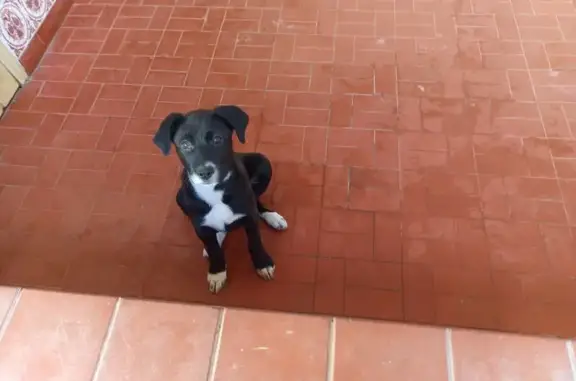 cachorro desaparecida