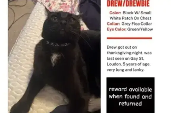 Missing Black Cat: Thanksgiving Night