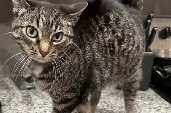 Lost Grey Tabby: Help Find Her!