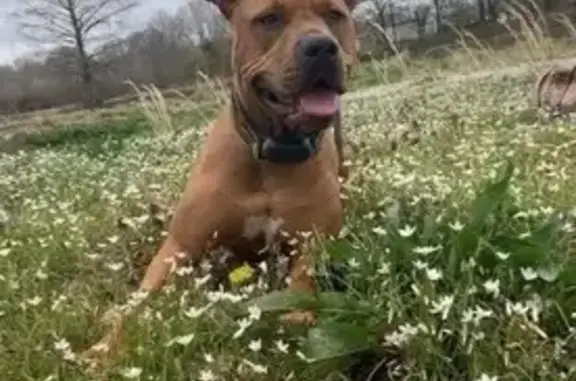 Lost Tan Dog with '7' Mark in Evening Shade