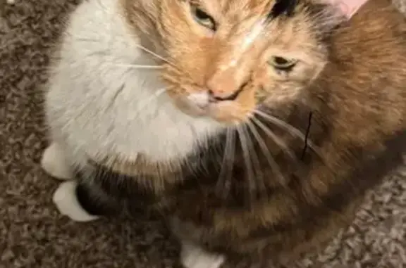 Lost and found pets Lubbock, photo: Lost Tortoiseshell-Calico Cat: 46th St