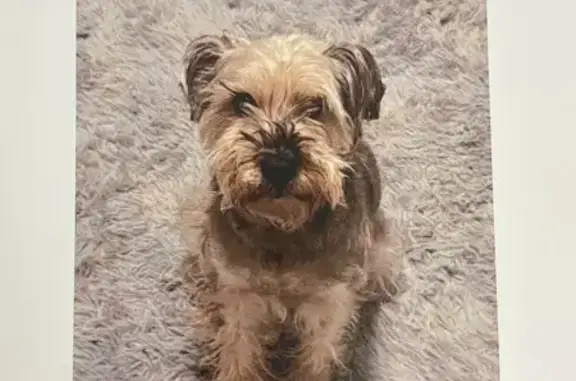 Lost Schnauzer: Friendly & Gray in Highlands