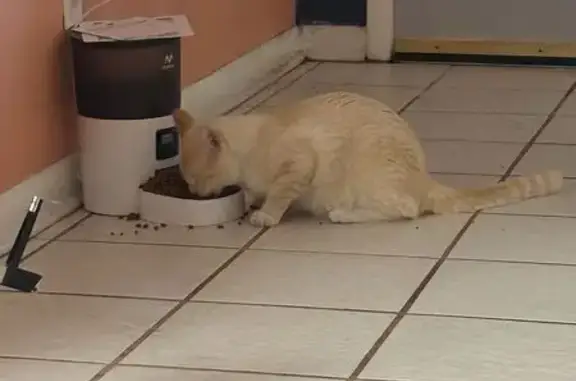 Help Find Our Curious Orange-White Cat!