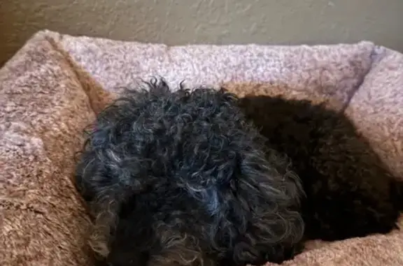 Lost Toy Poodle: Blind & Deaf, Katy Area