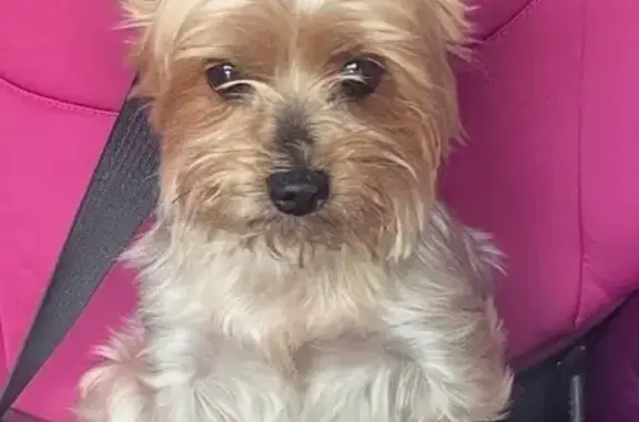 Lost Elderly Dog: Help Find Her in Edmond