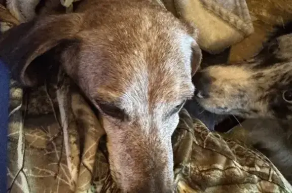 Lost and found pets Arkansas City, photo: Found: Sweet Elderly Dachshund in Little Rock