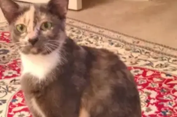 Lost Calico Cat: Shy & Microchipped