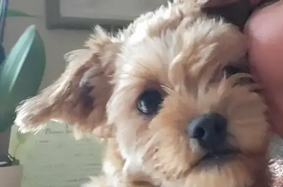 Lost: Sweet 1-Year-Old Brown Dog