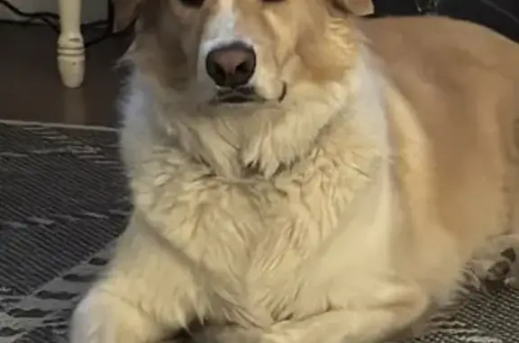 Lost Dog Stetson: Red Collar, Shy & Sweet