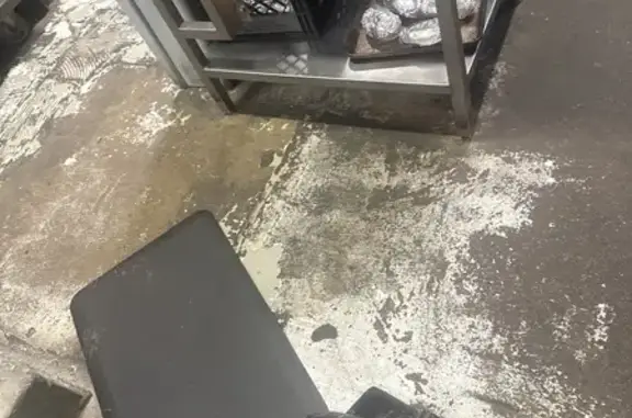 Lost and found pets Louisville, photo: Lost Dog on West Jefferson St, Louisville