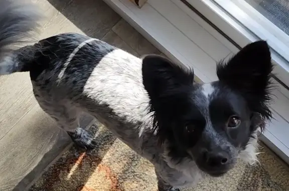 Lost Dog: Small Brown/Black, Colcord