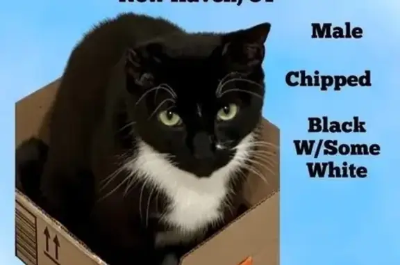 Lost Cat: Black & White, Folded Ear - NH