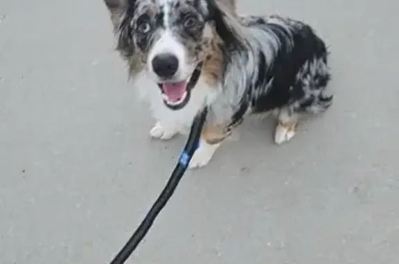 Missing dog Clive, photo: Lost Dog: Unique Eye, Alpine Dr, Clive