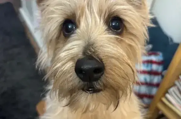 Help Find Teddy: Lost Norfolk Terrier