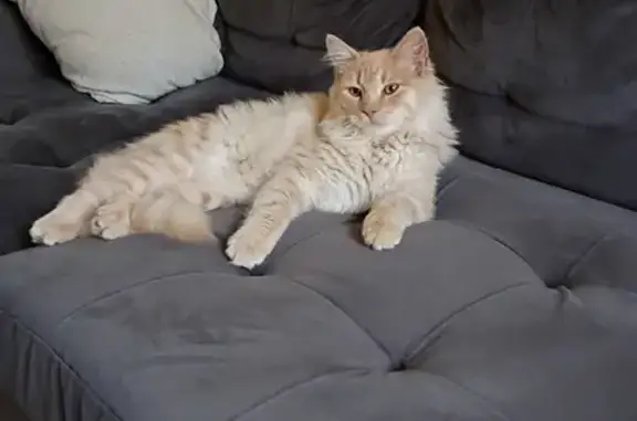 Lost Cat 'Michi' - Affectionate & Missing