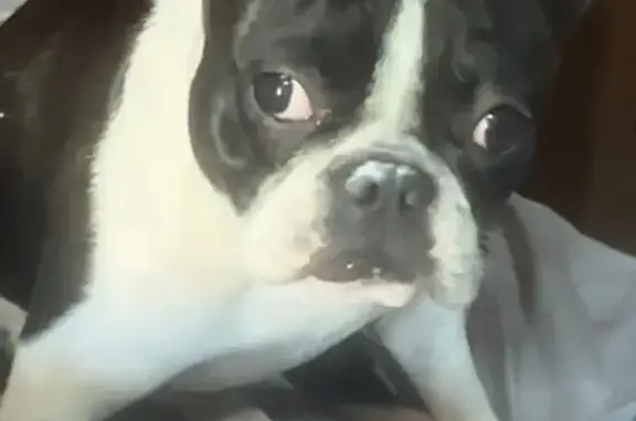 Perros perdidos, Ciudad Nezahualcoyotl, foto: Perro Perdido: Bulldog Francés Sordo en Neza