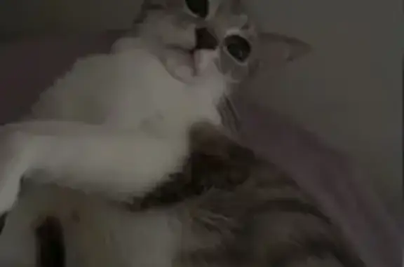 Lost and found pets Stonecrest, photo: Lost Gray & White Cat on Belmont Ridge