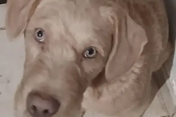 ¡Ayuda! Perrito blanco perdido en Durango