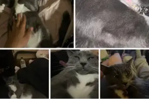 Missing cat San Marcos, photo: Lost Grey & White Cat - San Marcos Area