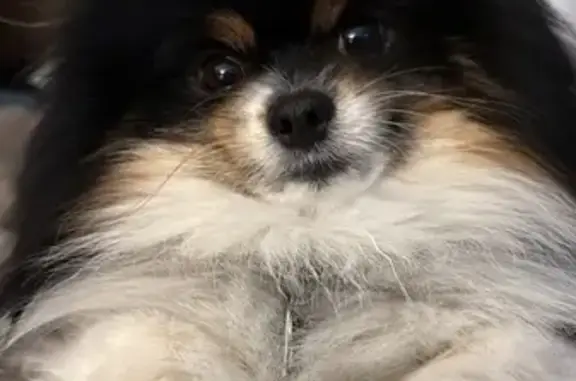 Lost Dog: Black & White in Sweater