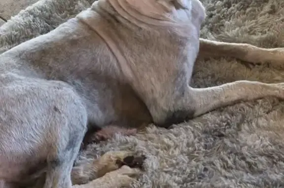 Lost Shy Old English Sheepdog in Elverta