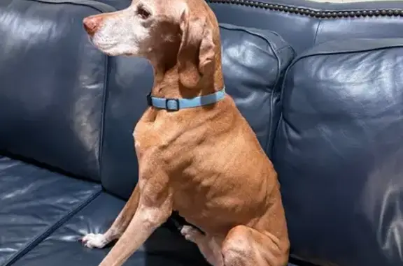 Lost Vizsla: Timid, Reddish-Tan, Dallas