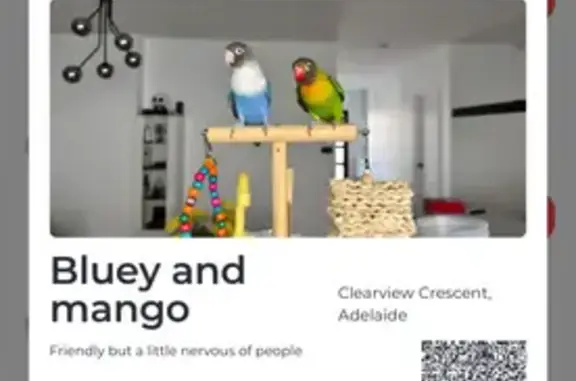 Lost Parrot: Nervous, Flew Off in Storm