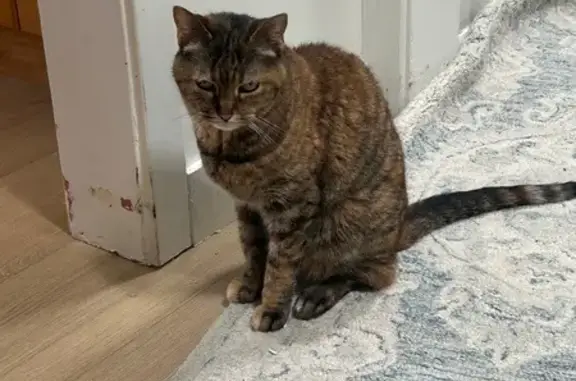 Lost Cat: Brown/Black Stripes in SLC