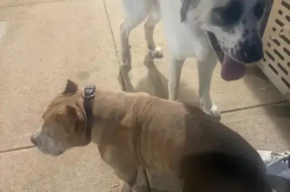 Lost and found pets Grand Prairie, photo: Found: Great Pyrenees & Bully in TX