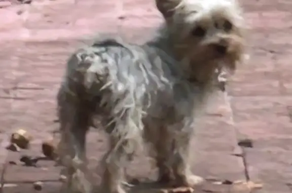 ¡Ayuda! Perrita Yorkie Mei perdida en Zapopan