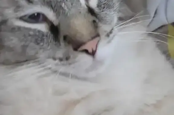 Lost Cat: Friendly Blue-Eyed Tabby