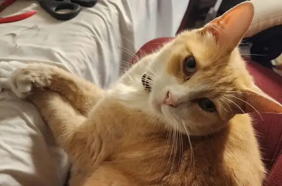 Help Find Kulit: Fluffy Orange Cat Lost