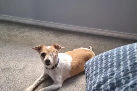 Missing: 12-Yr-Old One-Eyed Fo...