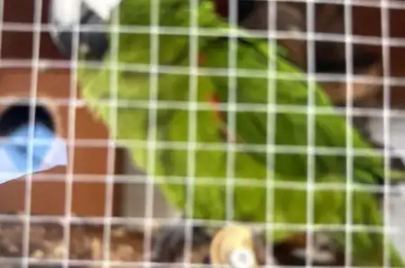 Lost Parrot: Red-Tipped Wings in Brisbane