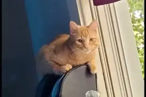 Lost and found pets Columbus, photo: Lost Orange Tabby: Answers to Nikko