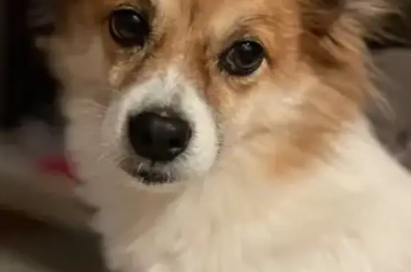 Lost Dog: White & Tan, Fox-Like in West Islip