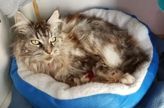 Chatte grise perdue à Jacou, aide demandée - photo