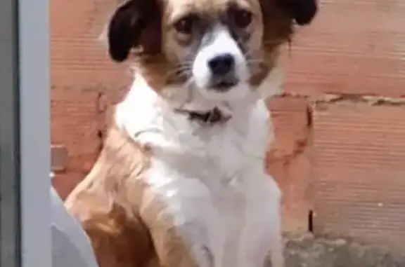 cachorro desaparecida