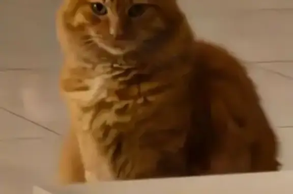Chat roux tigré perdu à Toulon - photo