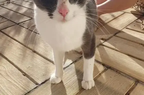 Animaux trouvés , photo: Chatte blanche et grise trouvée à Palluau