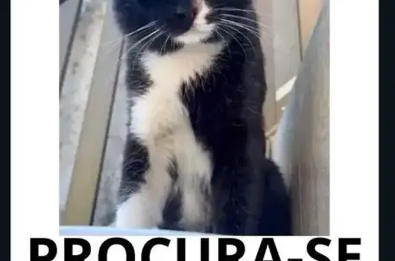 gato desaparecida
