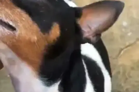 cachorro desaparecida